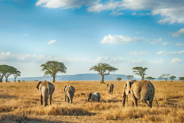 A group of elephants walking across the African savanna at sunset